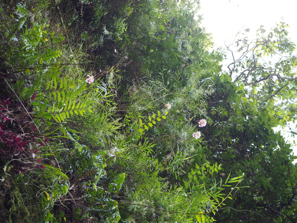 Lilium sp. (Lily), non-native California perennial