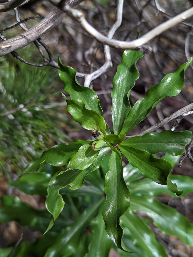 Lilium washingtonianum subsp. washingtonianum, native California herb