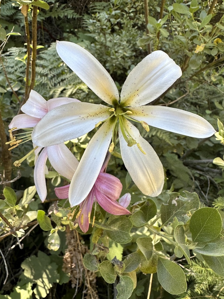 Lilium washingtonianum (Washington lily), native California herb