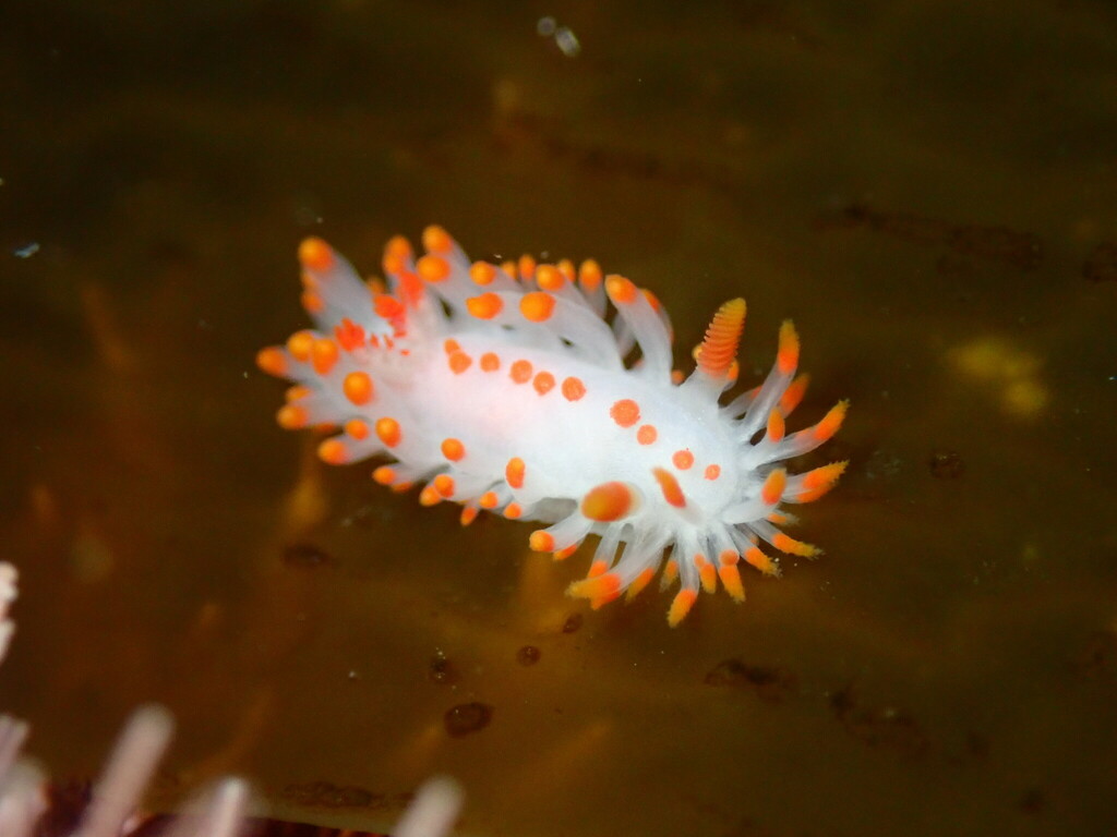 Limacia mcdonaldi (McDonald's Dorid), California species