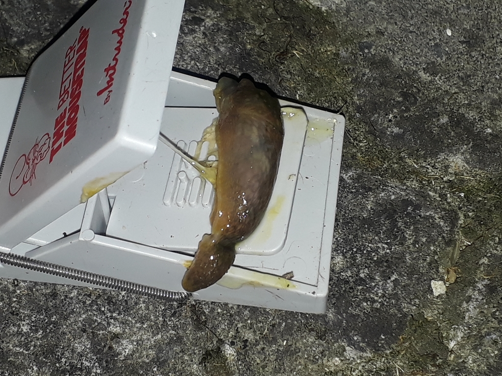 Limacus flavus (Yellow Cellar Slug), California species