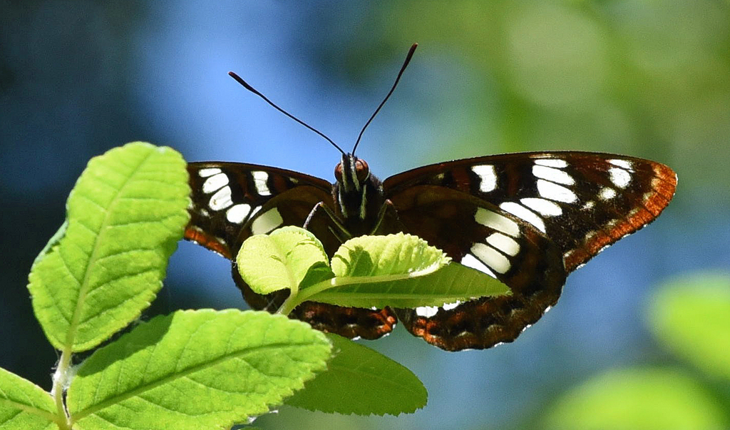 Limenitis lorquini (Lorquin's Admiral), California species