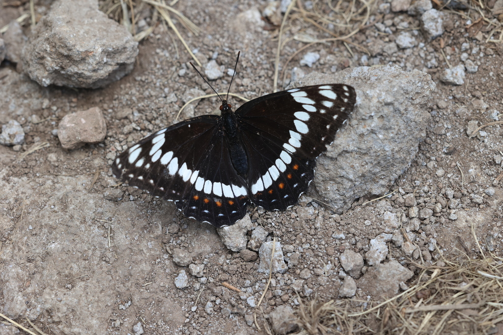 Limenitis weidemeyerii (Weidemeyer's Admiral), California species
