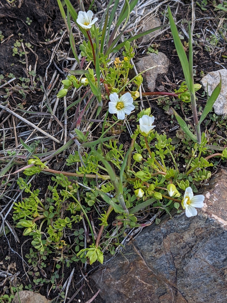 Limnanthes alba subsp. parishii (Parish's meadowfoam), native California herb
