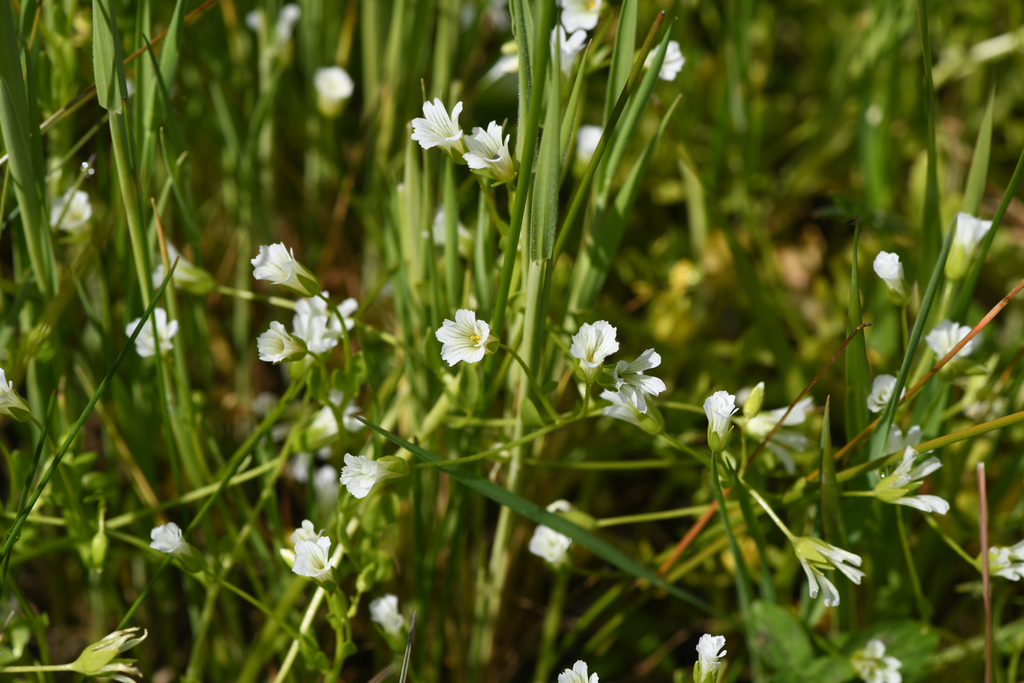 Limnanthes bakeri (Baker's meadowfoam), native California herb