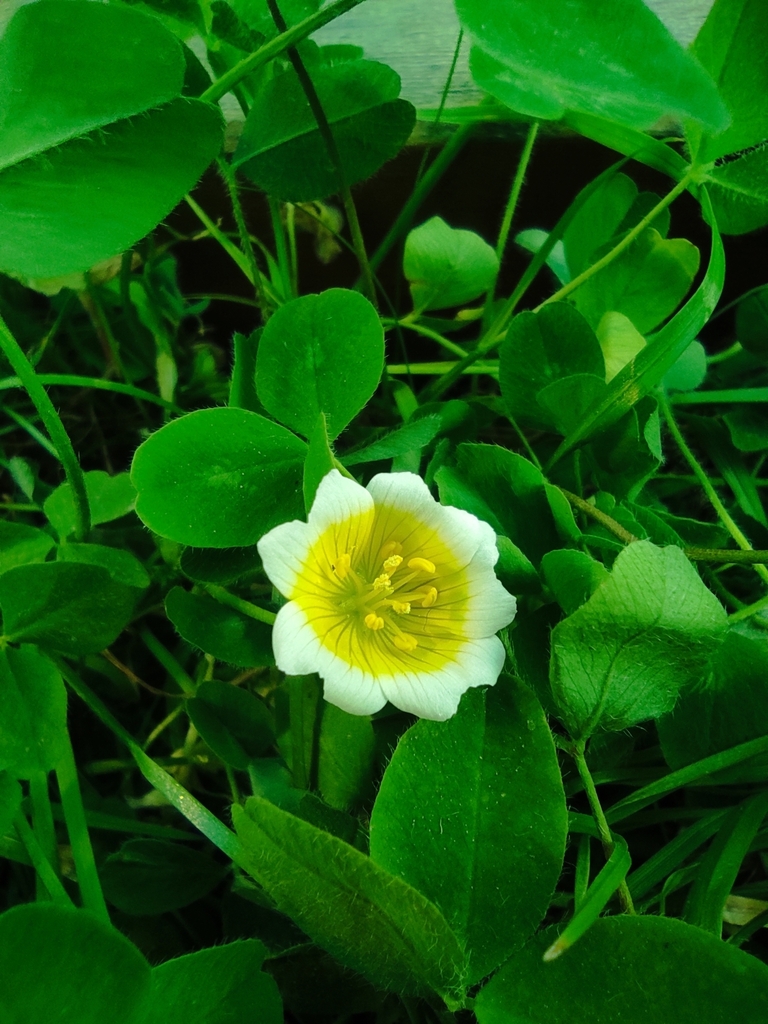 Limnanthes douglasii — parent species of Limnanthes douglasii subsp. rosea