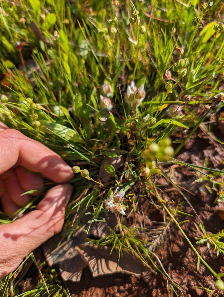 Limnanthes floccosa subsp. bellingeriana (Bellinger's meadowfoam), native California herb