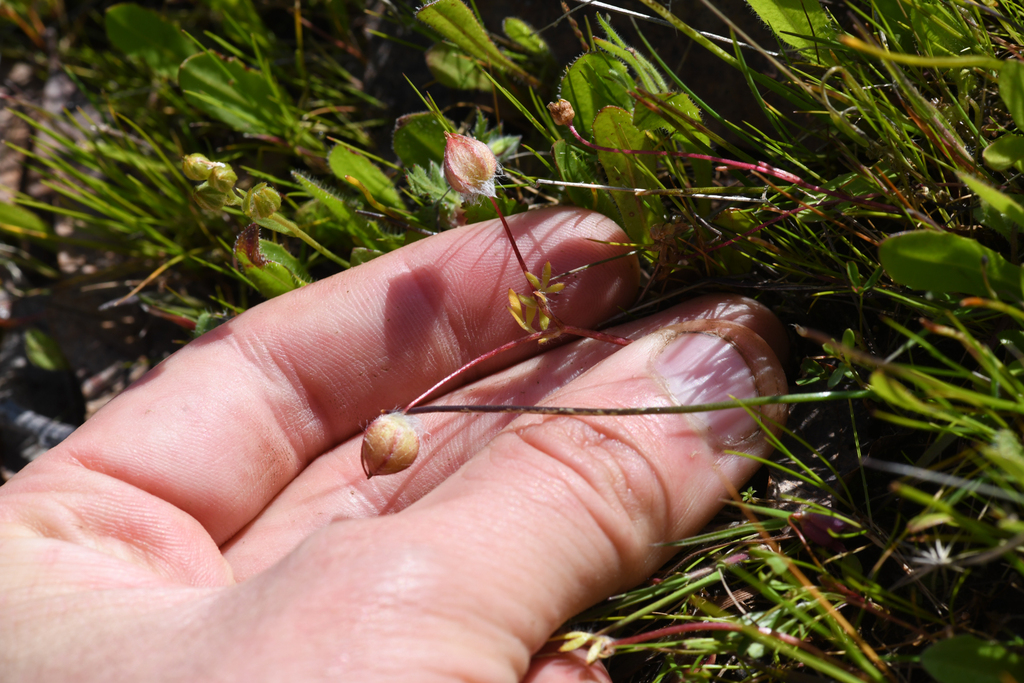 Limnanthes floccosa subsp. californica (Butte county meadowfoam), native California herb