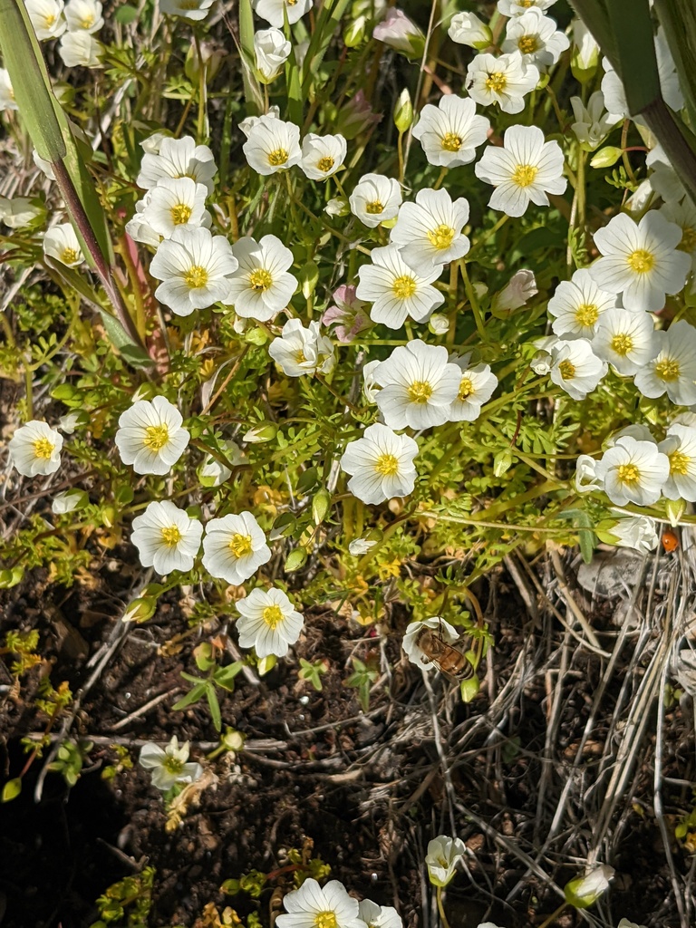 Limnanthes montana (Mountain meadowfoam), native California herb