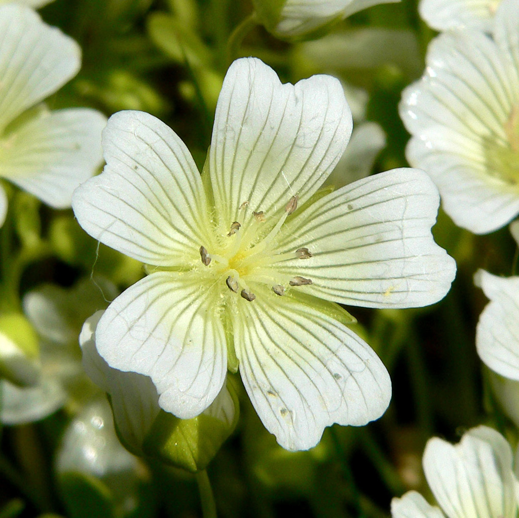 Limnanthes vinculans (Sebastopol meadowfoam), native California herb