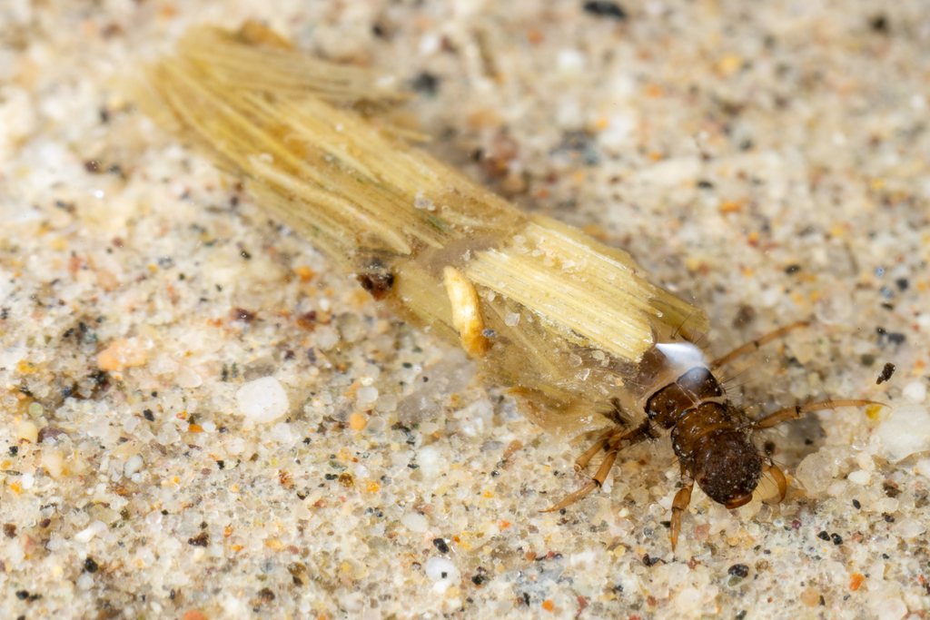 Limnephilus atercus (Fort Dick Limnephilus Caddisfly), California species