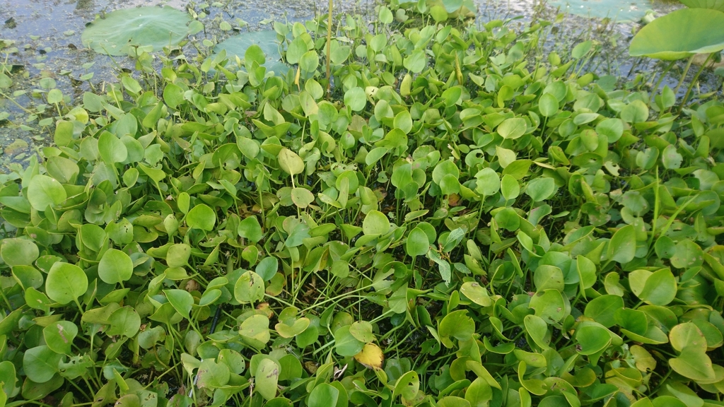 Limnobium spongia (American frogbit), non-native California herb