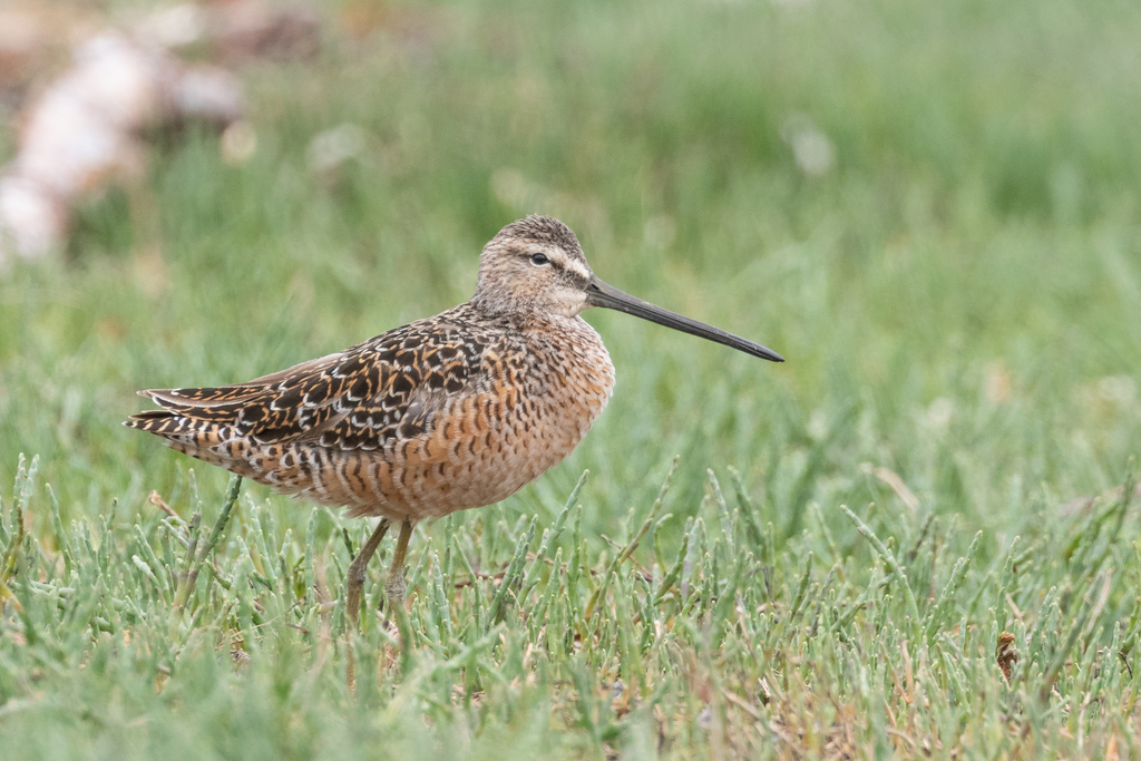 Limnodromus scolopaceus (Long-billed Dowitcher), California species