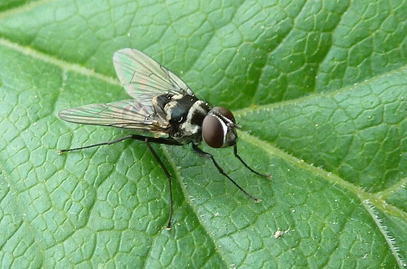 Limnophora tigrina, California species
