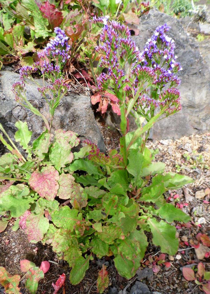 Limonium brassicifolium, non-native California perennial