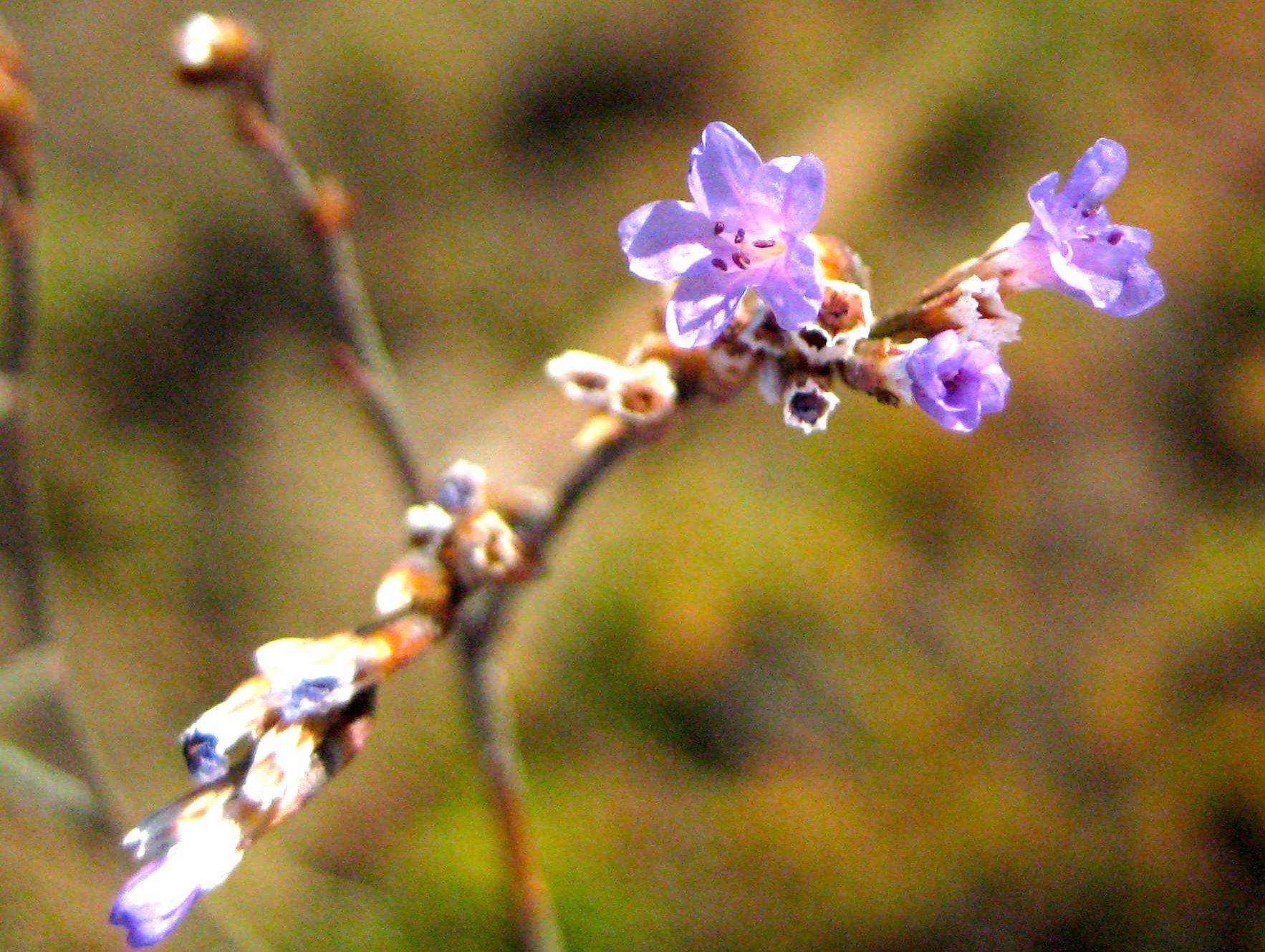 Limonium californicum (Western marsh-rosemary), native California subshrub
