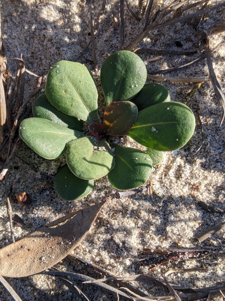 Limonium duriusculum (European sea lavender), non-native California perennial