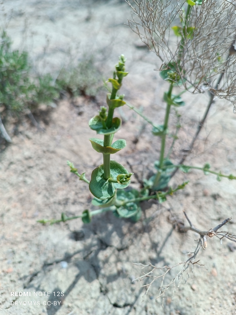 Limonium otolepis (Asian sea lavender), non-native California herb