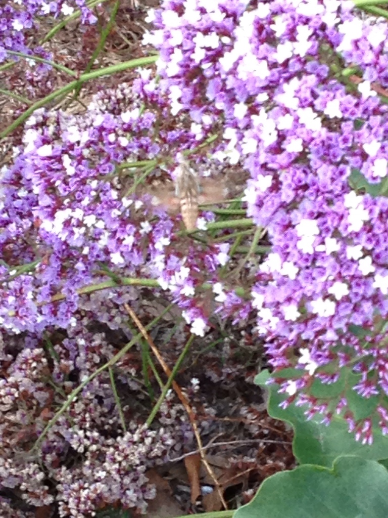 Limonium perezii (Canarian sea lavender), non-native California subshrub