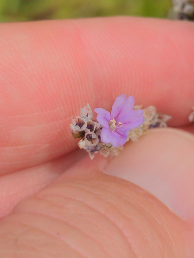 Limonium ramosissimum (Algerian sealavender), non-native California subshrub
