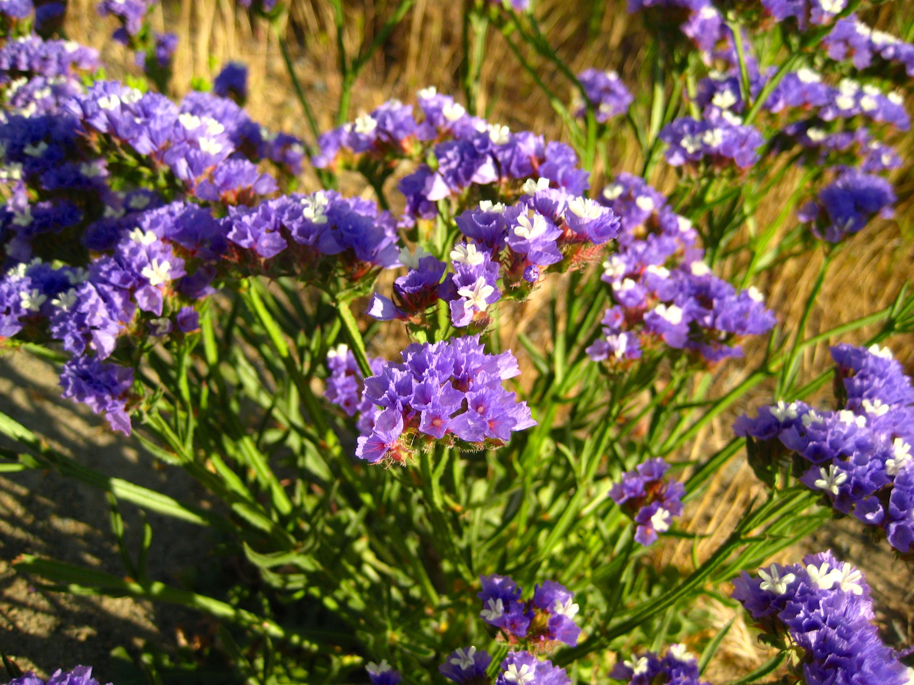 Limonium sinuatum (Statice), non-native California herb