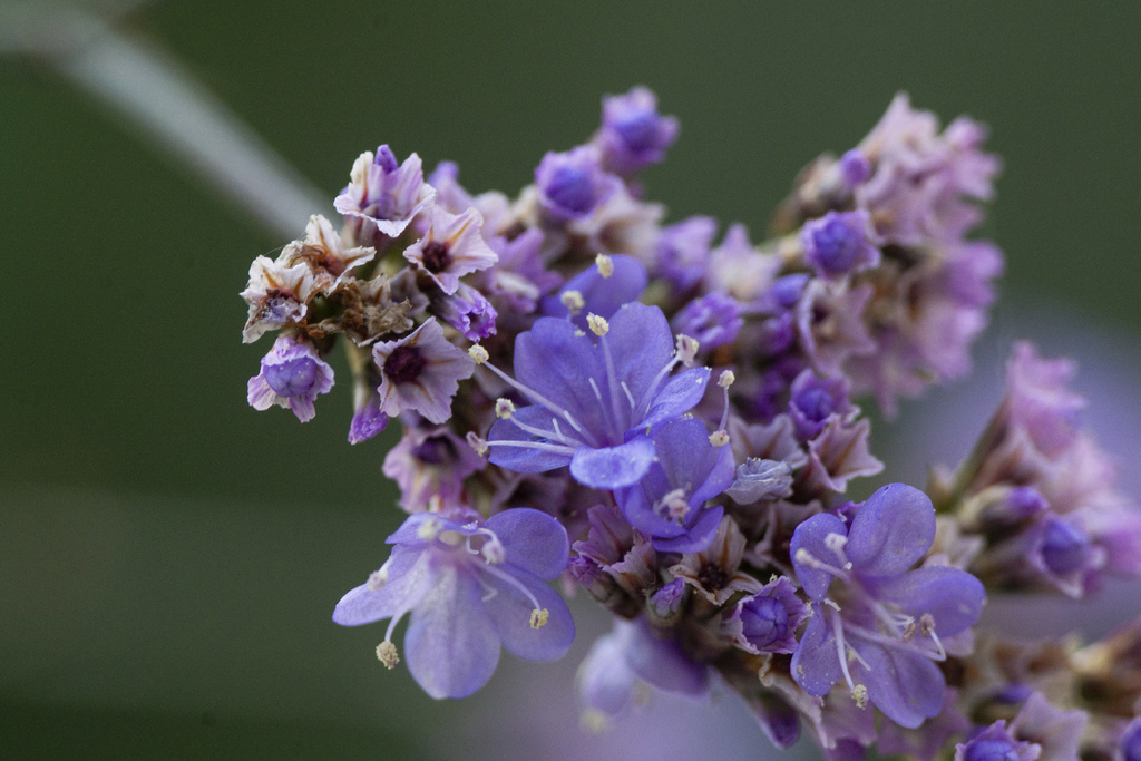 Limonium sp. (Sea-lavender), non-native California perennial