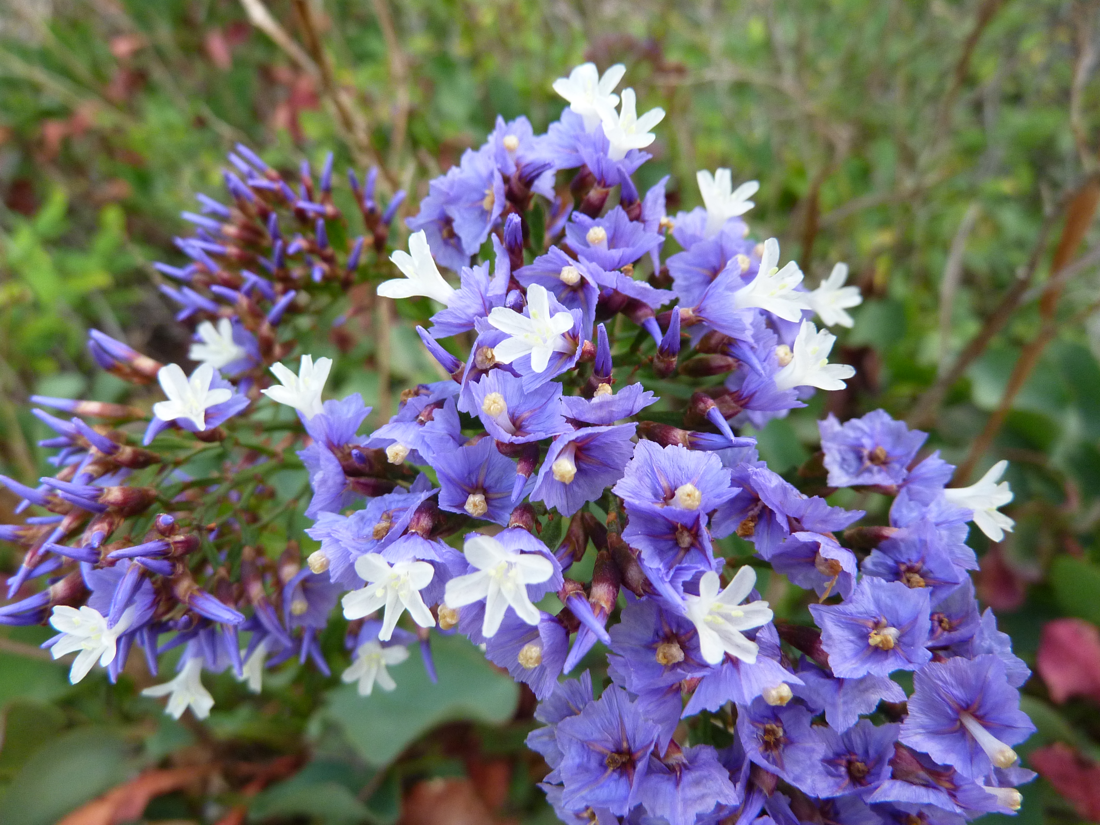 Limonium sventenii, non-native California perennial