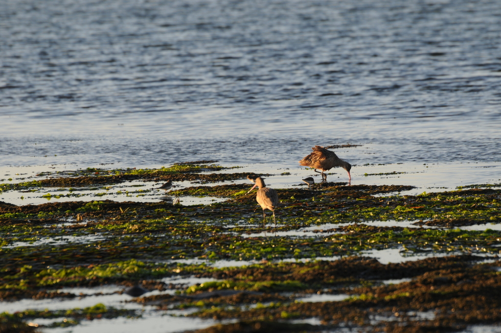 Limosa fedoa (Marbled Godwit), California species
