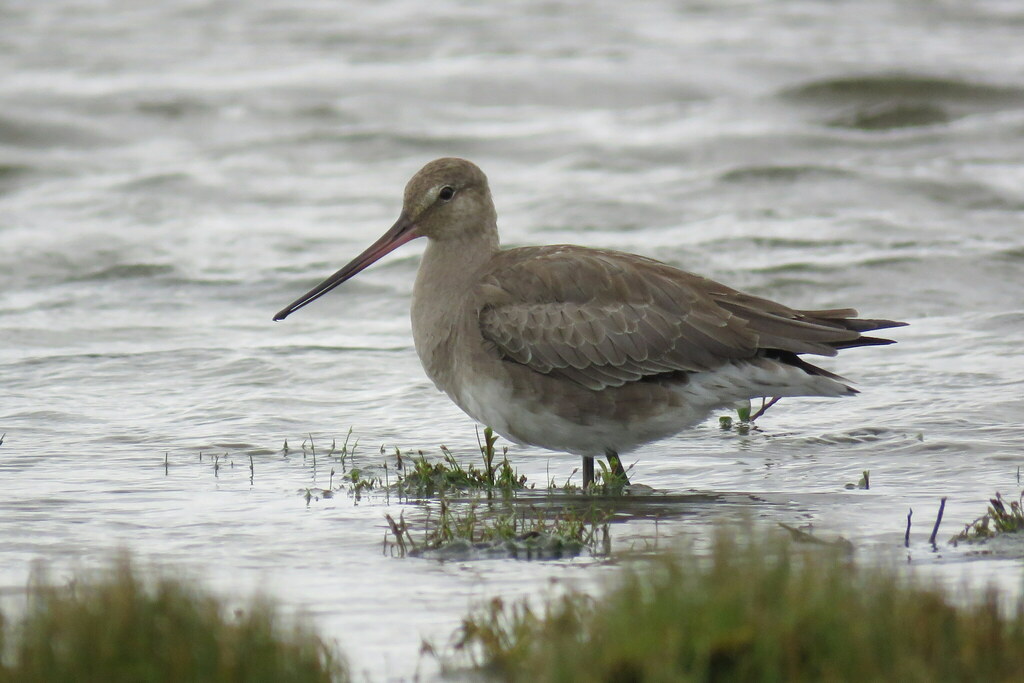 Limosa haemastica (Hudsonian Godwit), California species