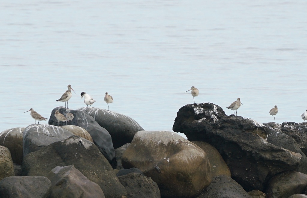 Limosa lapponica (Bar-tailed Godwit), California species