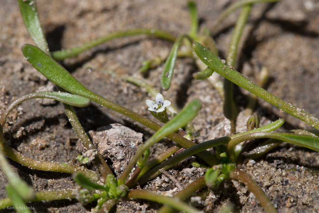Limosella acaulis (Broad leaved mudwort), native California herb
