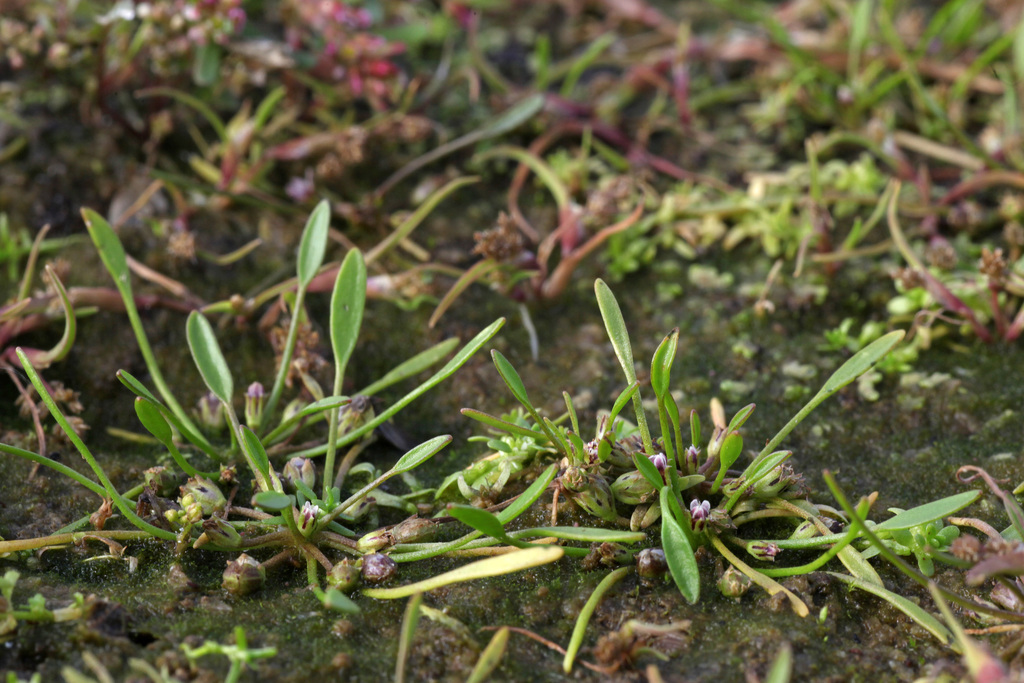 Limosella aquatica (Northern mudwort), native California herb