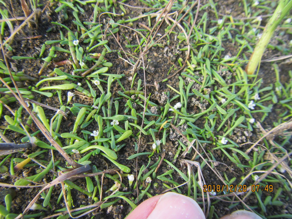 Limosella australis (Delta mudwort), native California herb