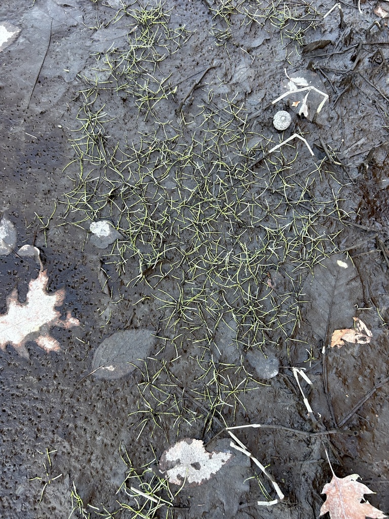 Limosella sp. (Mudwort), native California annual