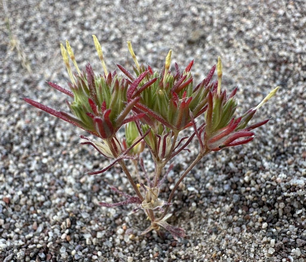 Linanthus arenicola (Sand linanthus), native California herb