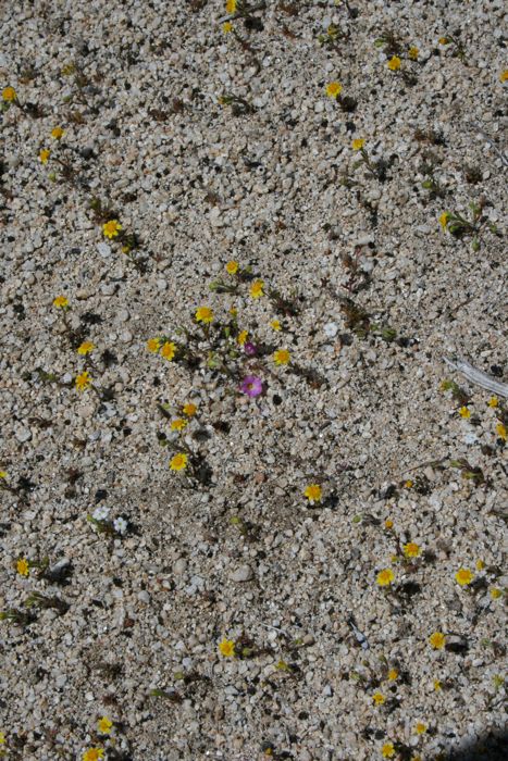 Linanthus bellus (Desert beauty), native California herb