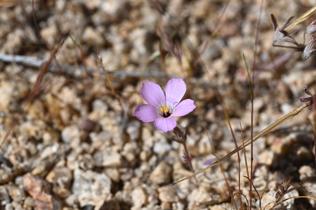 Linanthus bernardinus (Pioneertown linanthus), native California annual
