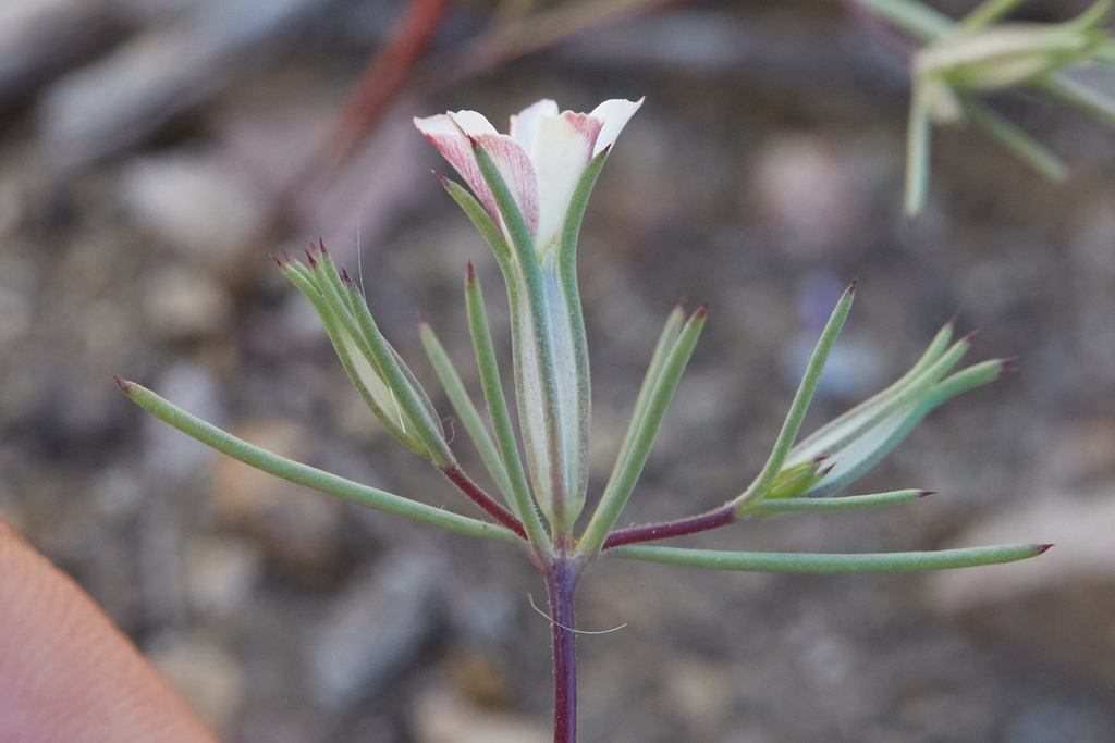 Linanthus bigelovii subsp. johnsonii, native California annual