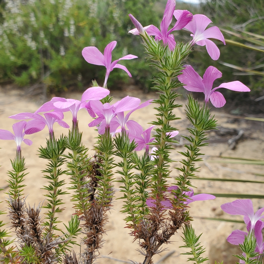 Linanthus californicus subsp. tomentosus (fuzzy prickly- phlox), native California subshrub