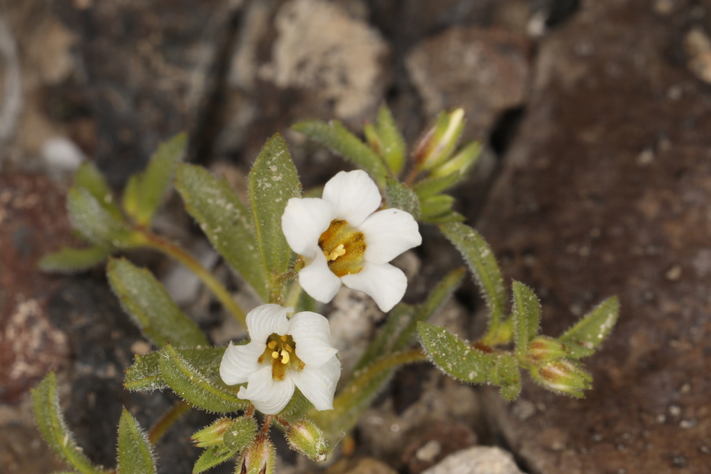 Linanthus campanulatus (Bellshape gilia), native California herb