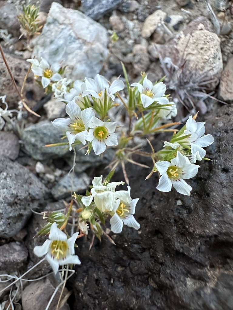 Linanthus demissus (Desert linanthus), native California herb