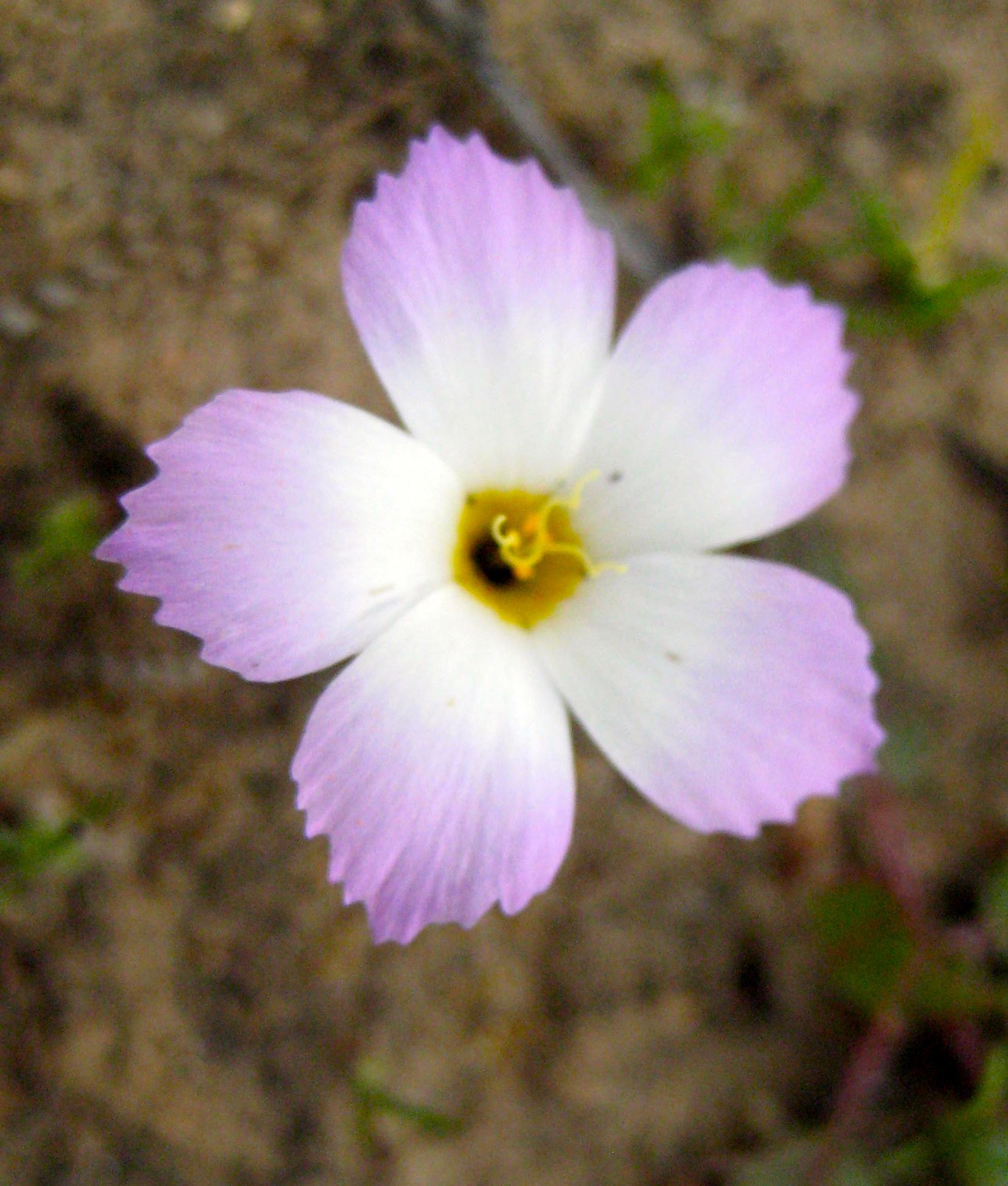 Linanthus dianthiflorus (Fringed linanthus), native California herb