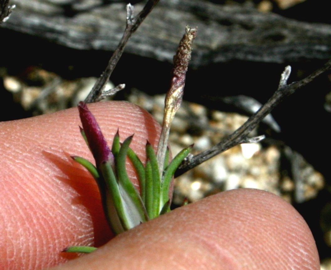 Linanthus dichotomus (Evening snow), native California herb