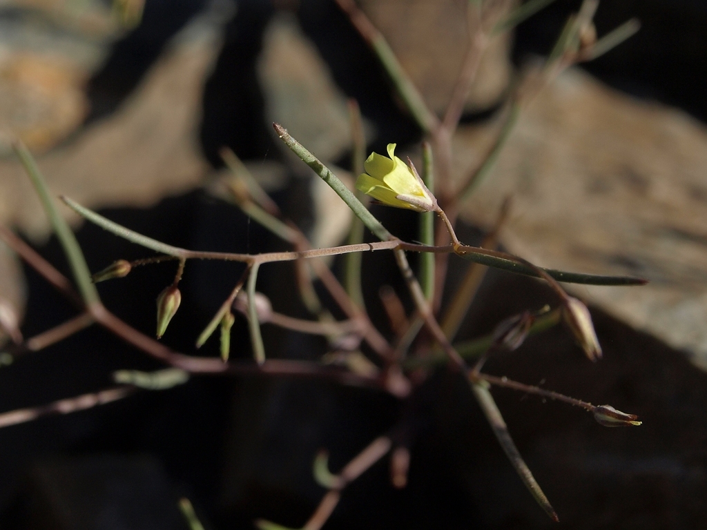 Linanthus filiformis (Yellow gilia), native California herb