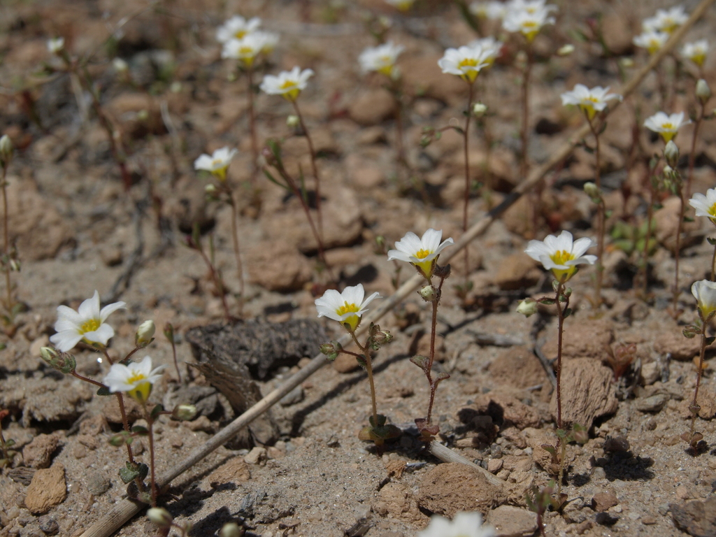 Linanthus inyoensis (Inyo gilia), native California herb