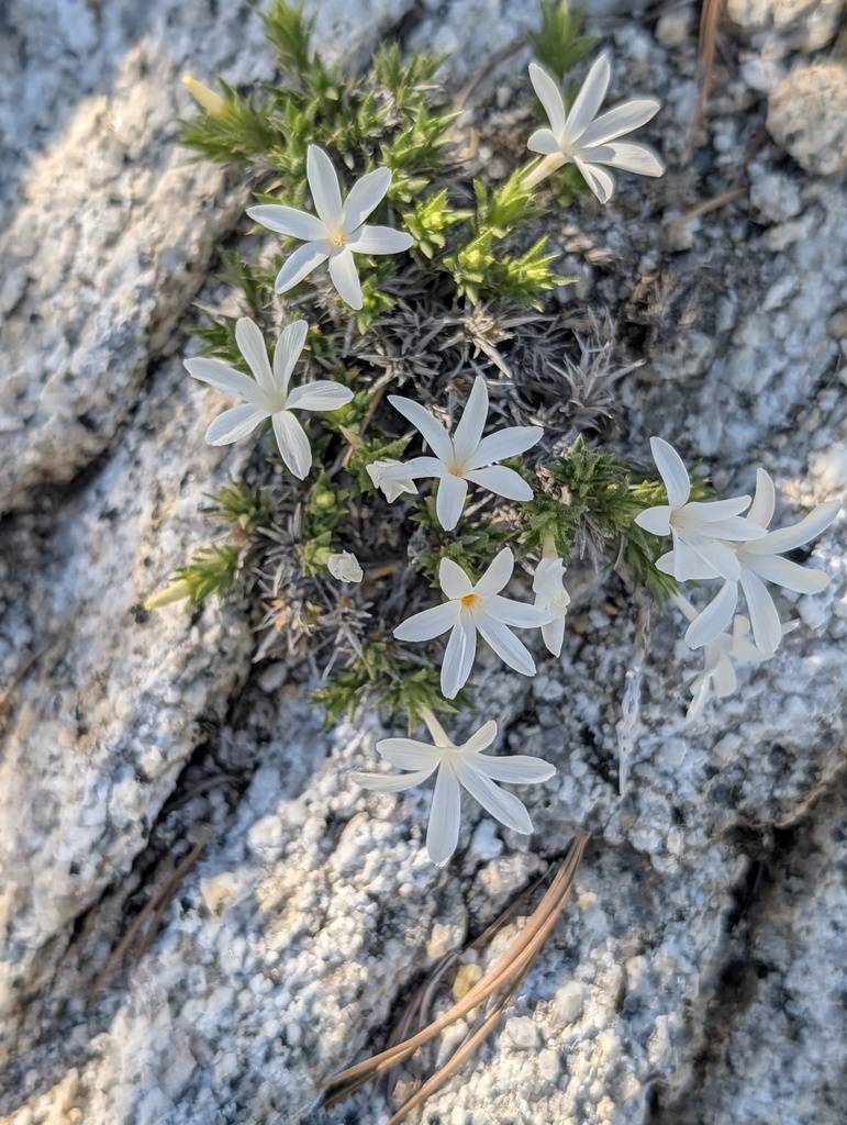 Linanthus jaegeri (San jacinto linanthus), native California subshrub
