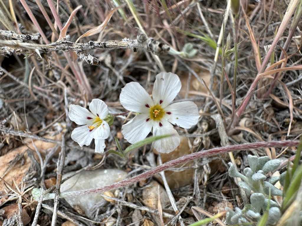 Linanthus killipii (Baldwin lake linanthus), native California herb