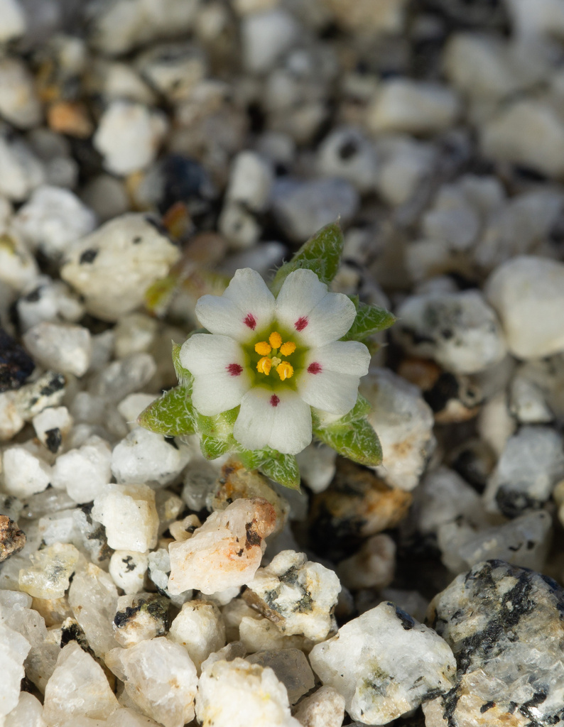 Linanthus maculatus subsp. emaculatus (Jacumba Mountains linanthus), native California perennial
