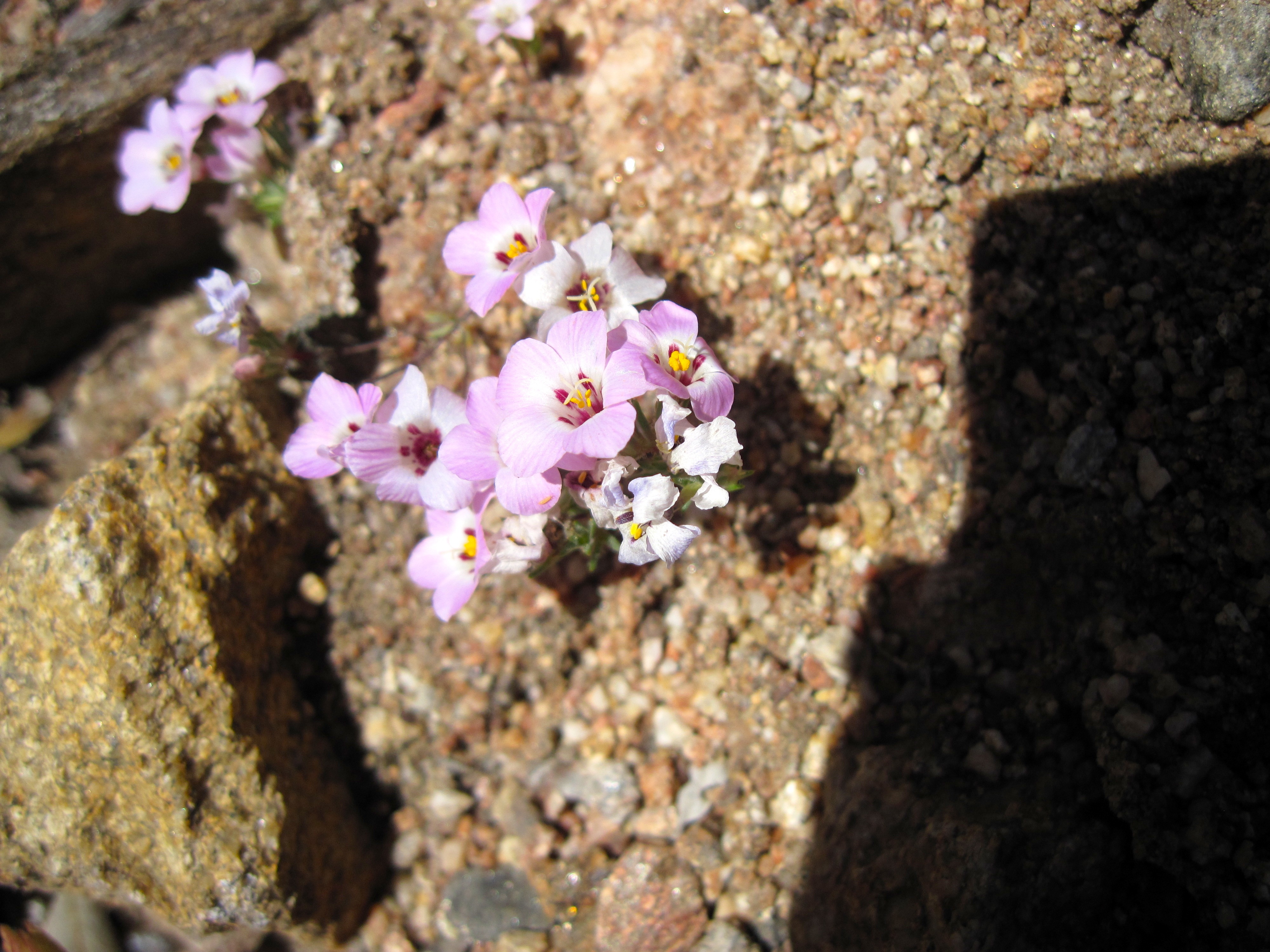Linanthus orcuttii (Orcutt's linanthus), native California herb