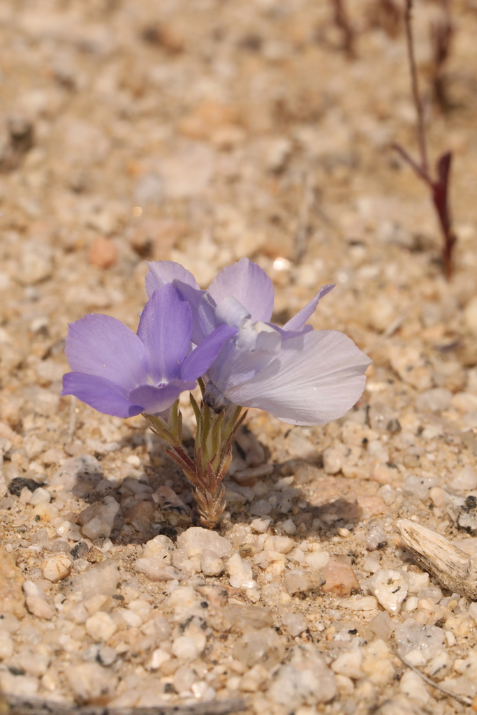 Linanthus parryae (Parry's linanthus), native California herb